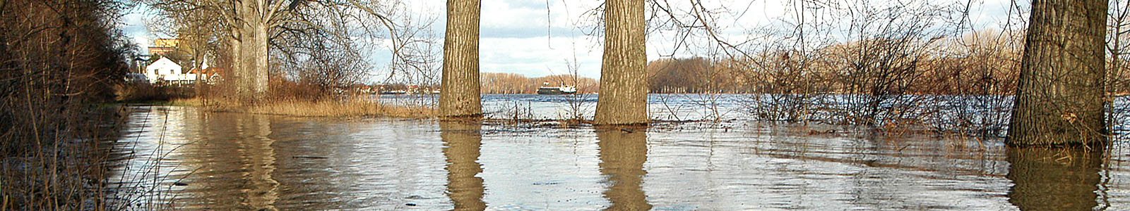 Bäume stehen im Wasser nach Hochwasser ©Feuerbach